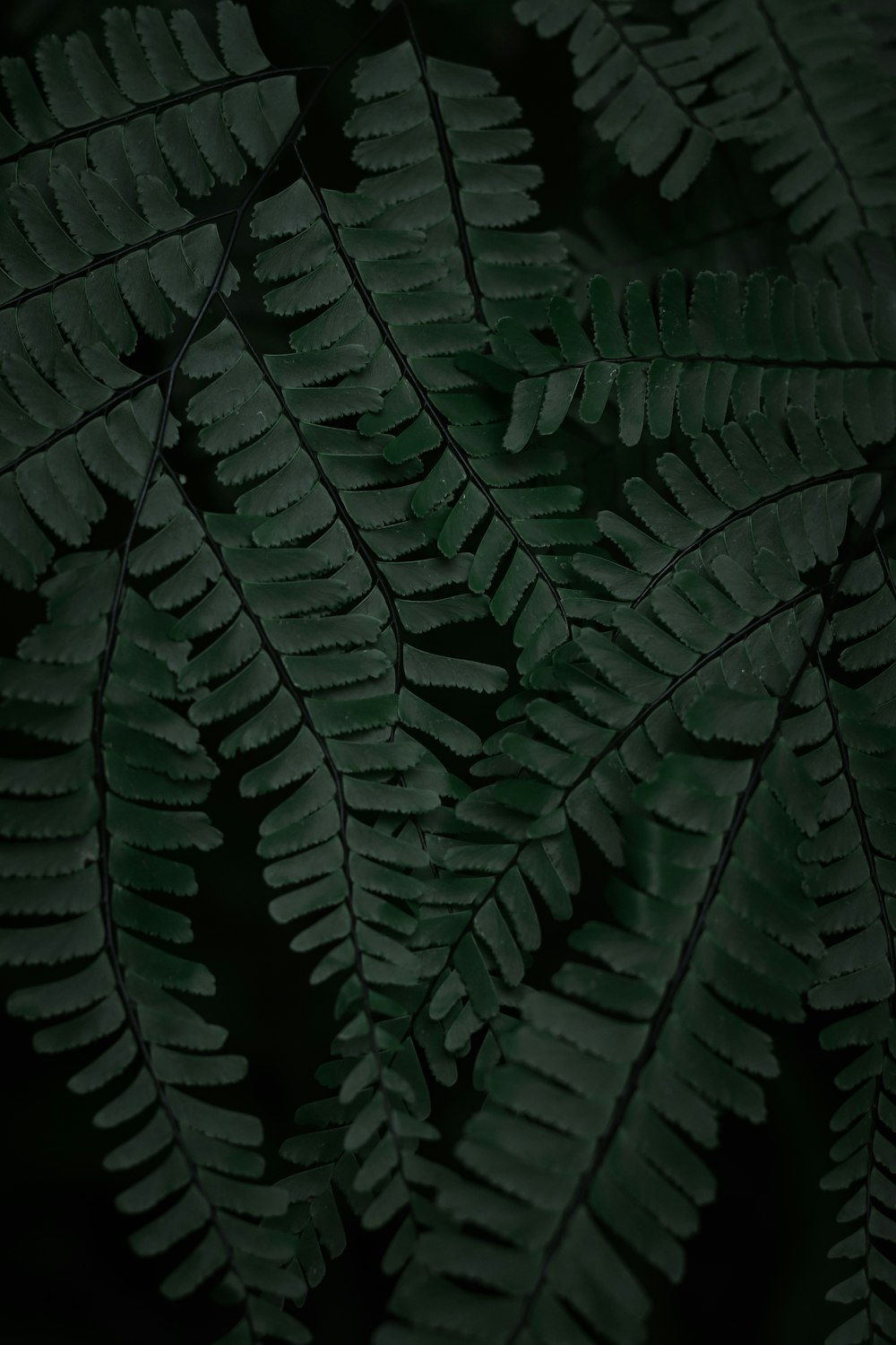 un primo piano di una pianta verde con molte foglie