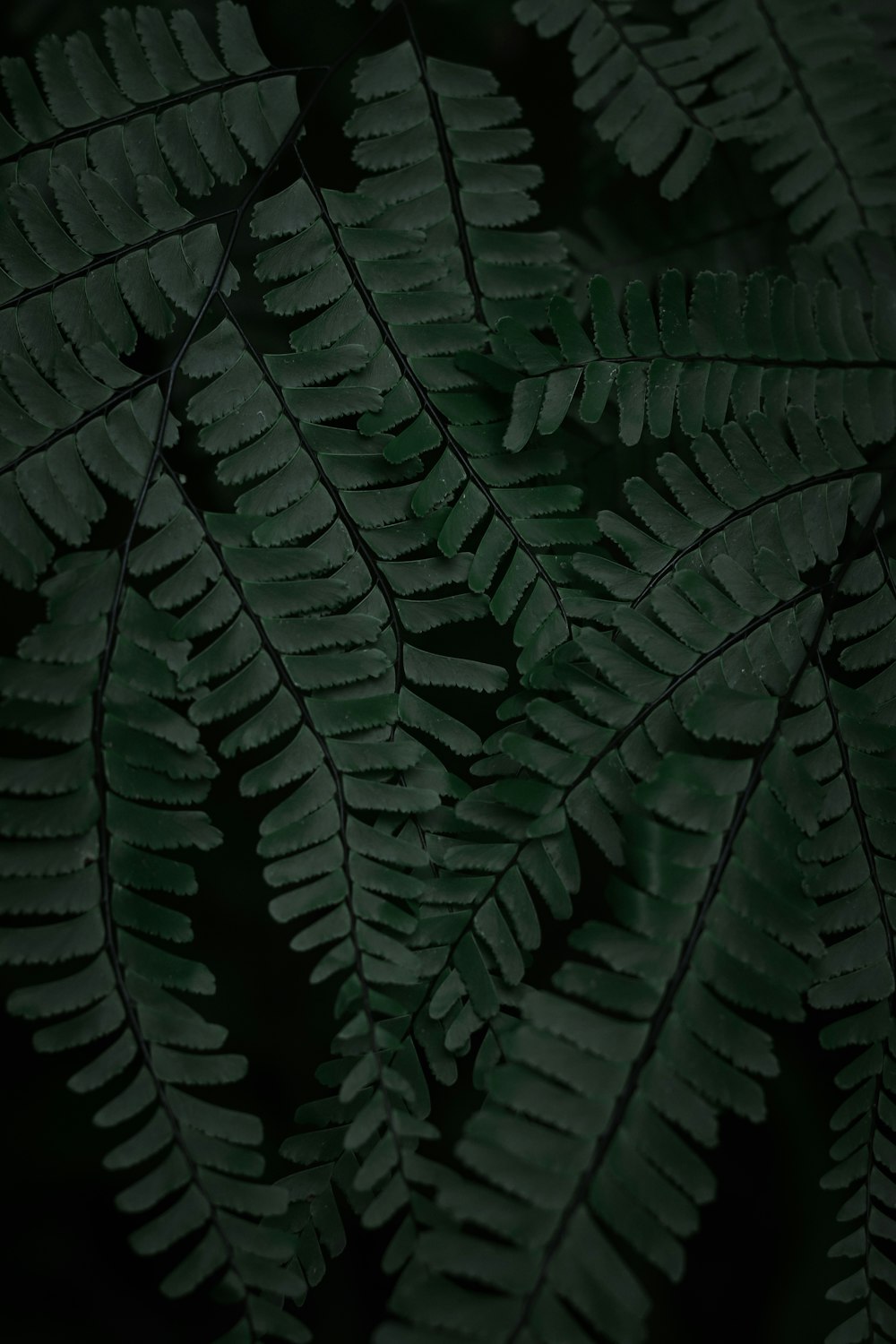 a close up of a green plant with lots of leaves