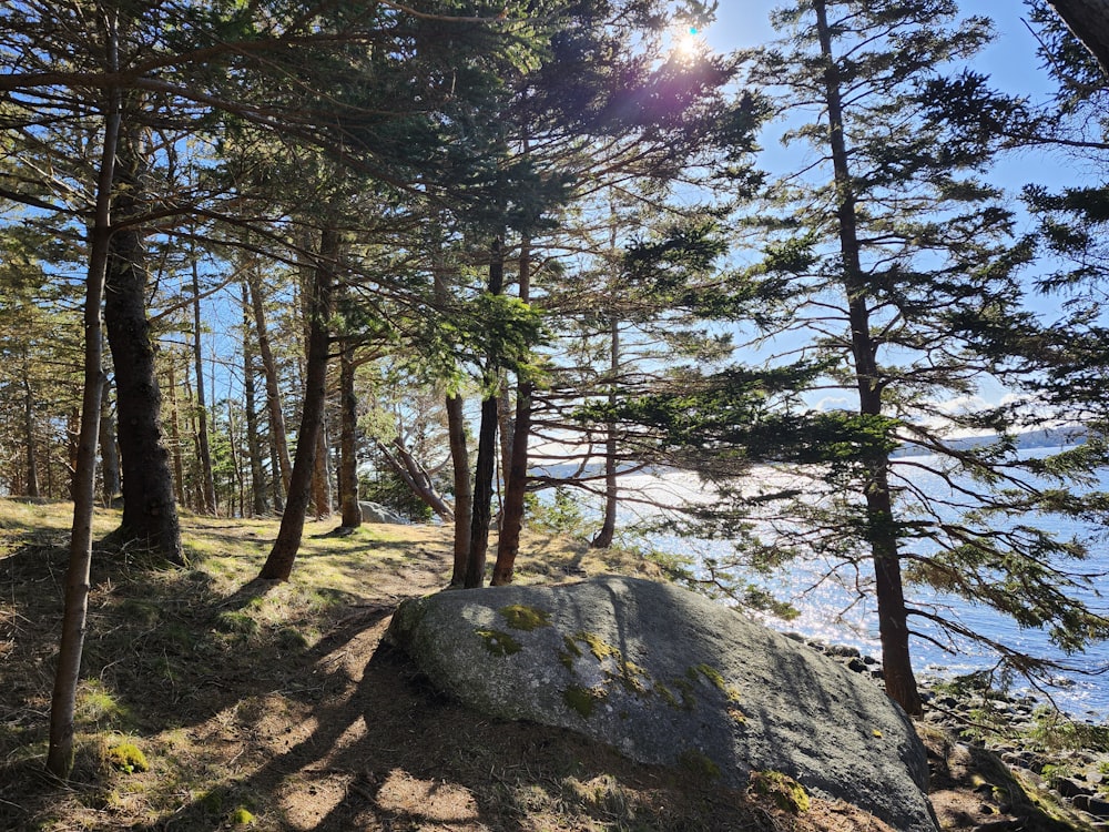 the sun shines through the trees in the woods