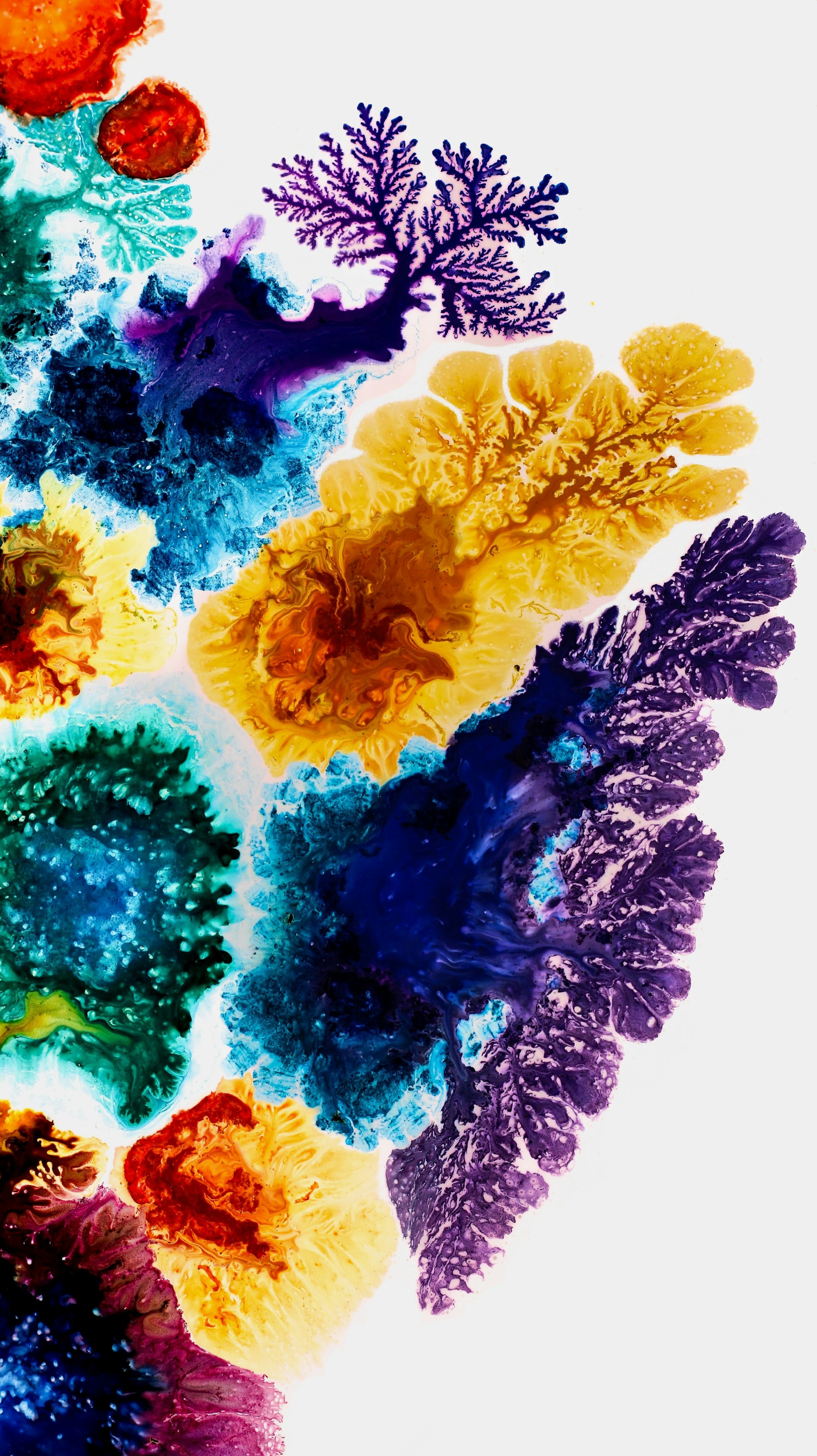 a group of different colored plants on a white surface