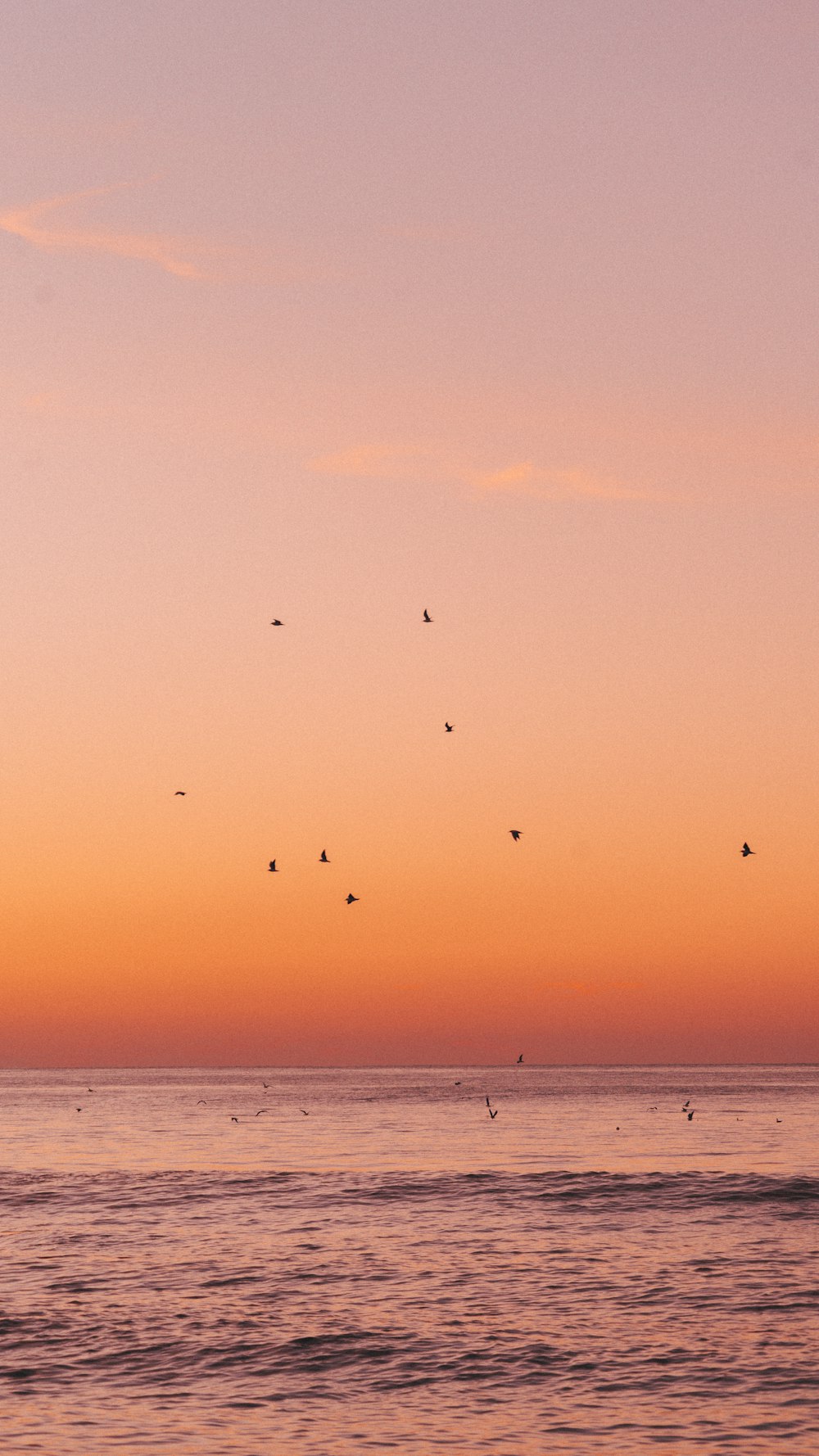 a flock of birds flying over the ocean at sunset