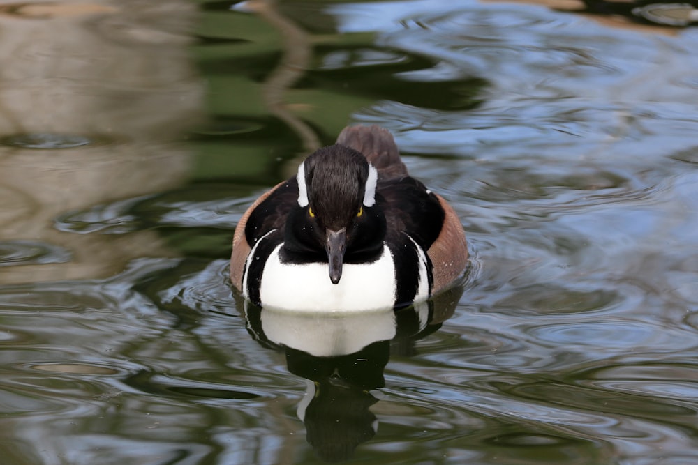 eine Ente, die auf einem Gewässer schwimmt