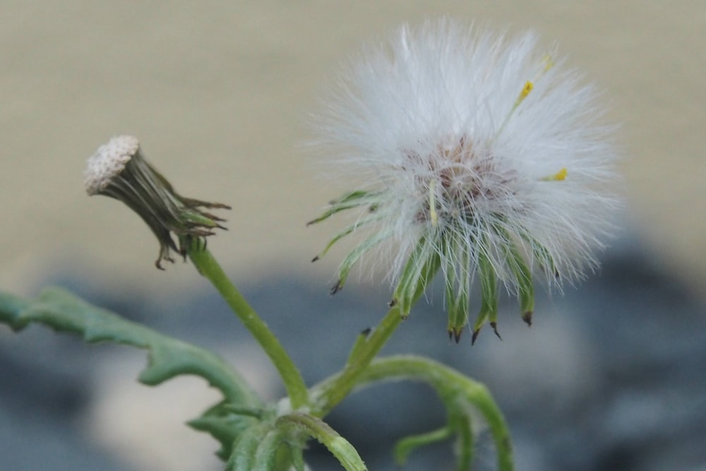 a close up of a dandelion with a blurry background