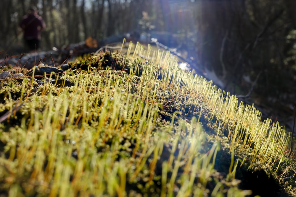 a moss covered roof with a person in the background