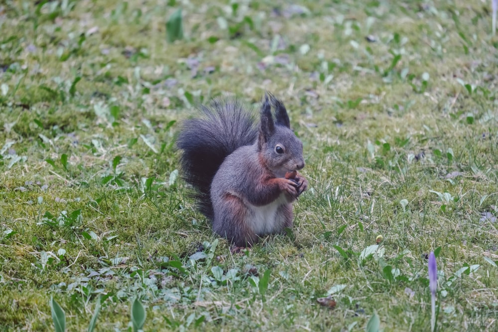 a squirrel eating a nut in the grass