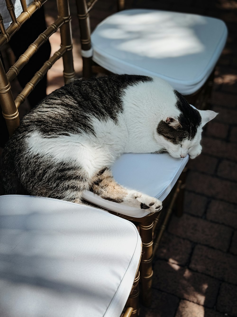 a black and white cat sleeping on a chair