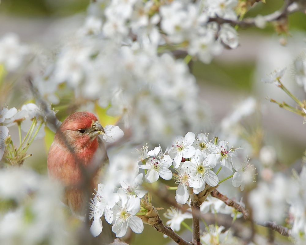 a small red bird sitting on a branch of a tree