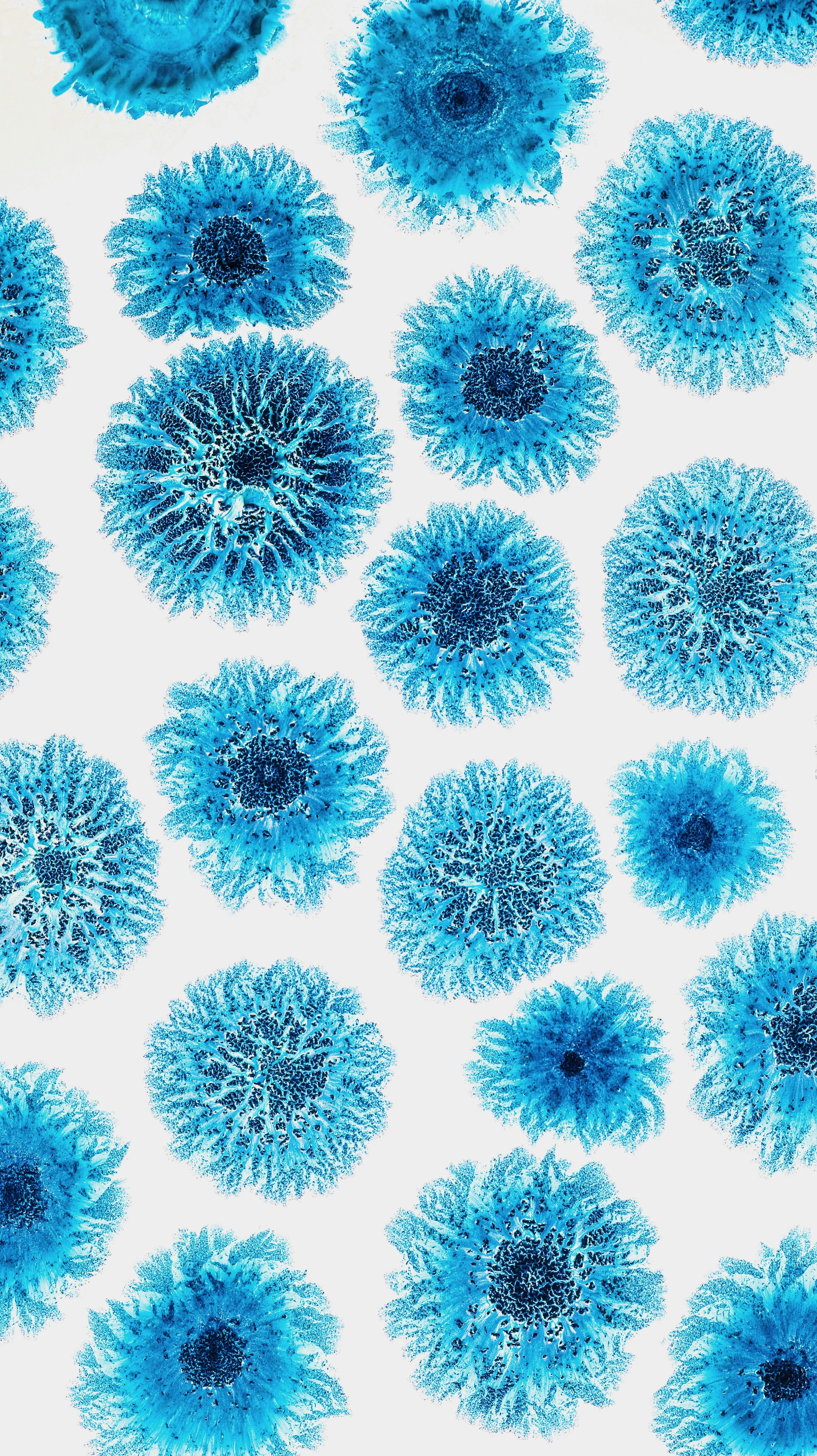 a bunch of blue flowers on a white background