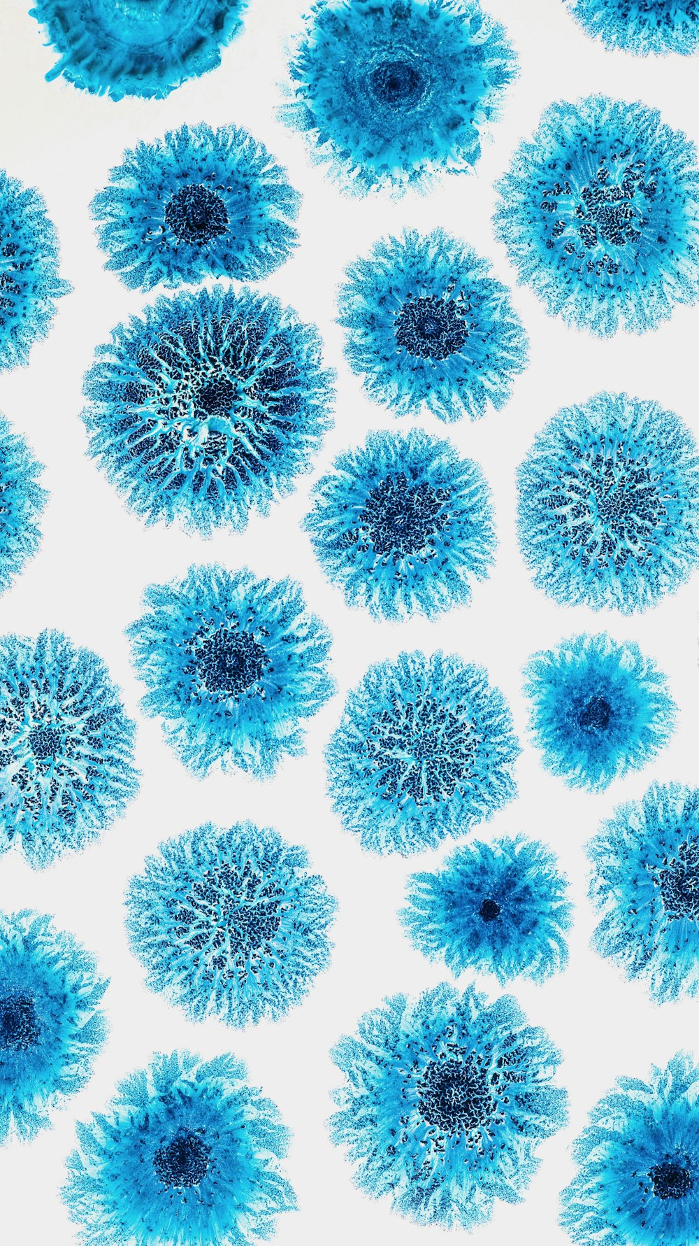 a bunch of blue flowers on a white background