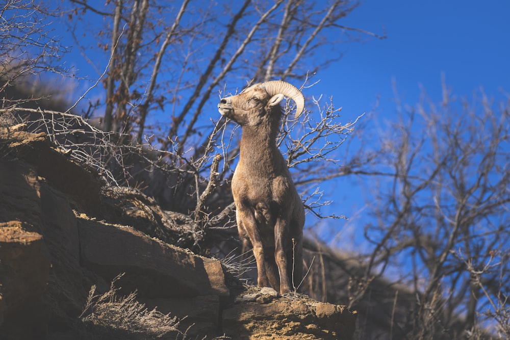 a ram standing on top of a rocky hill