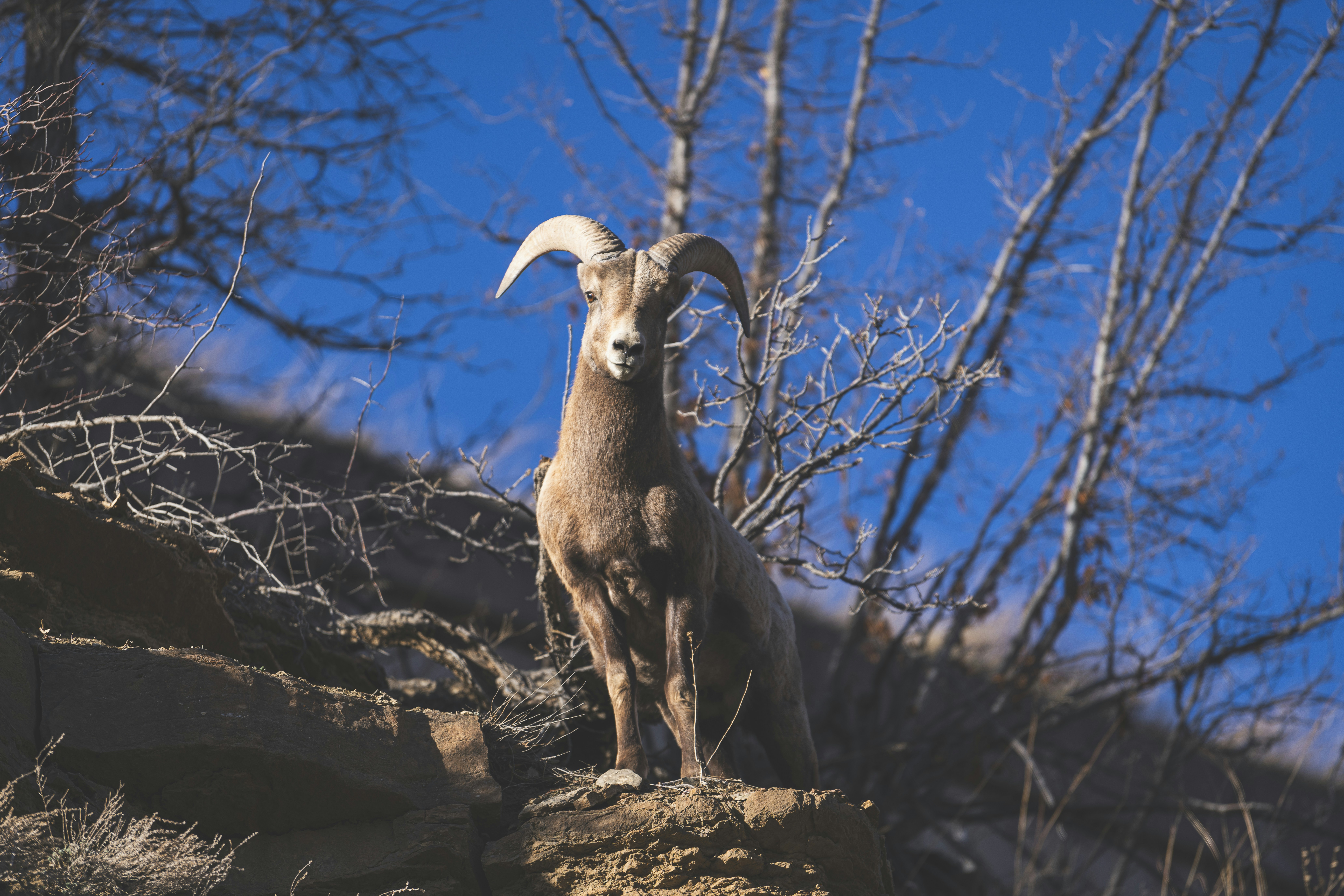 un bélier debout au sommet d’une colline rocheuse