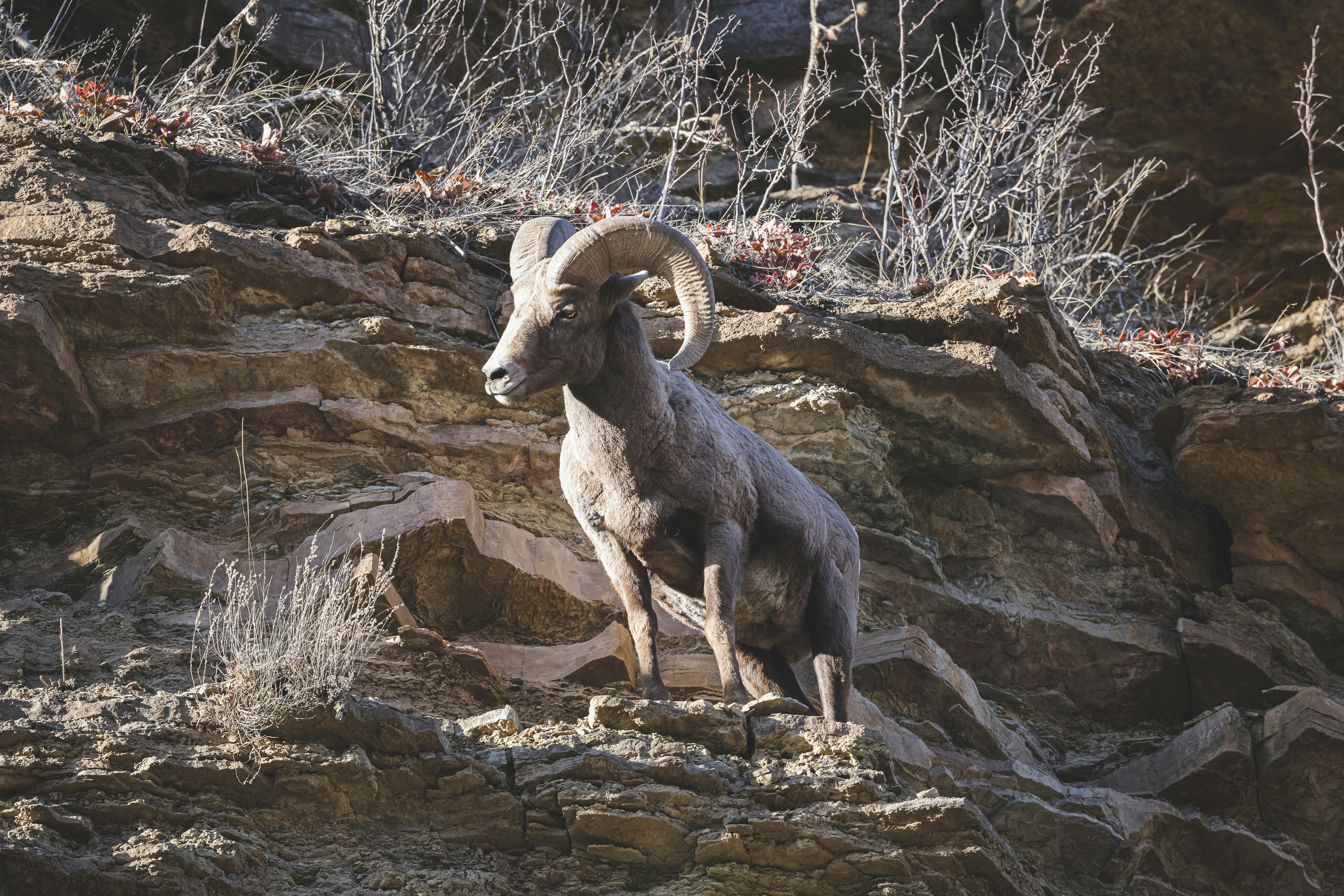 une chèvre de montagne debout sur une colline rocheuse