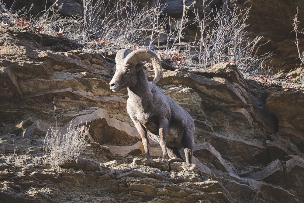a mountain goat standing on a rocky hillside