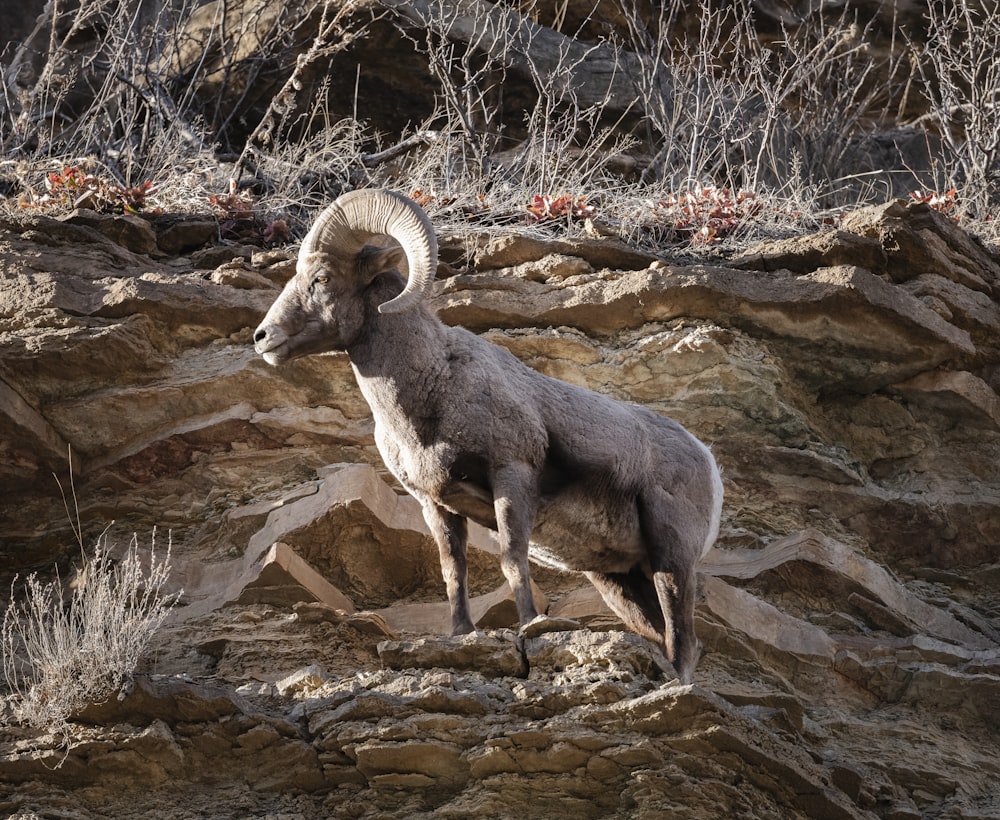 a ram standing on a rocky cliff side