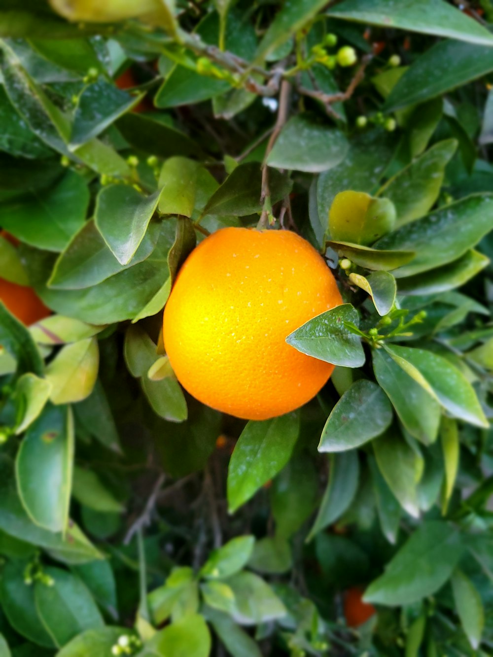 a close up of an orange on a tree