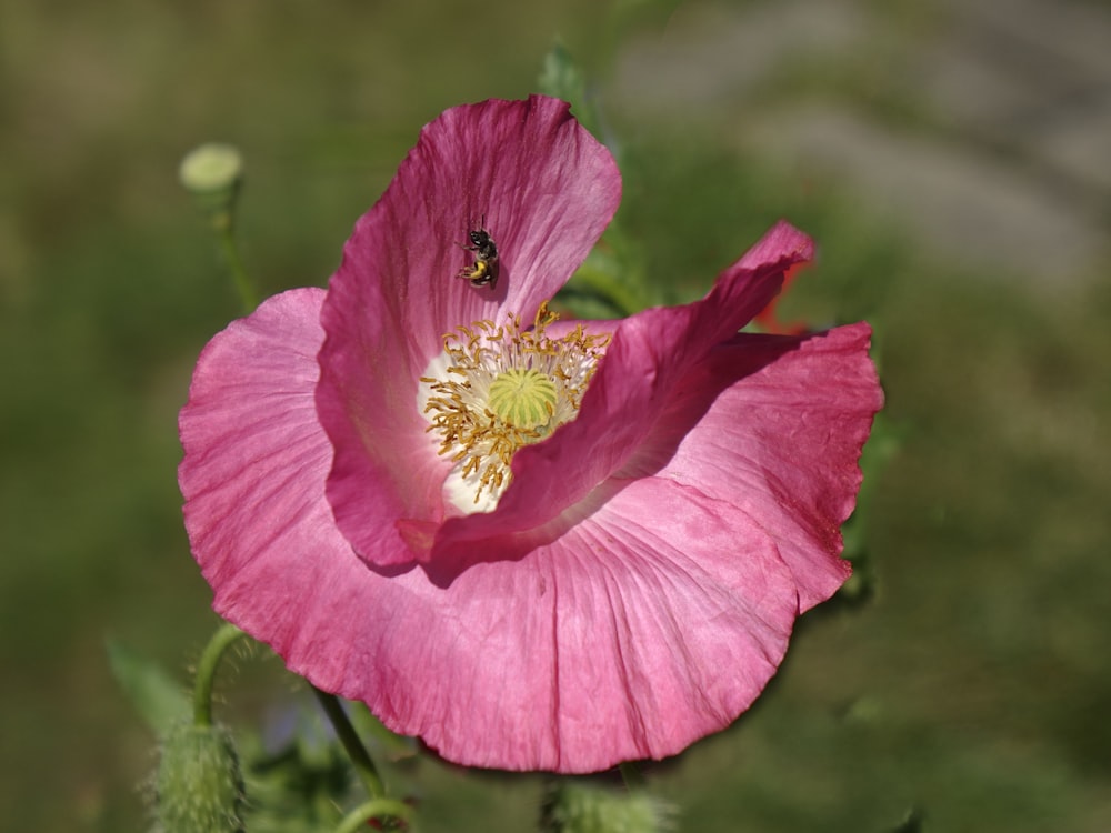 un fiore rosa con un'ape su di esso