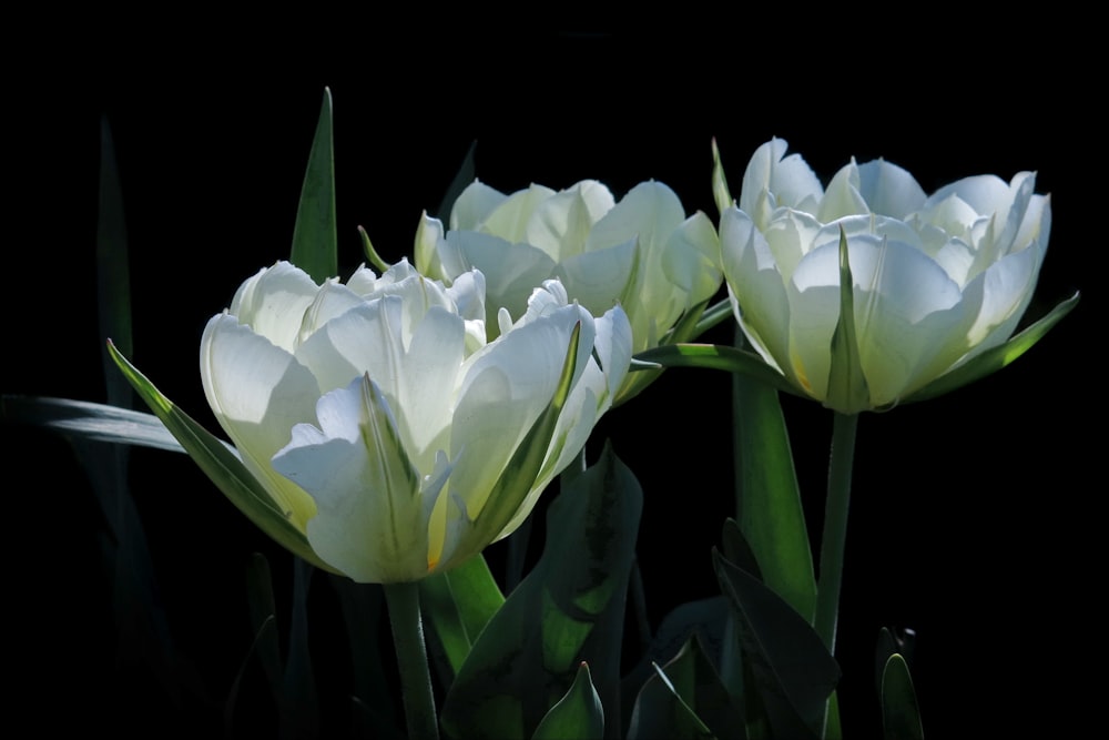 a group of white flowers sitting on top of a lush green field