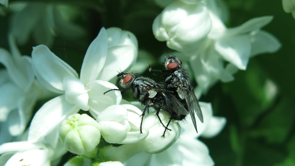 a couple of flies sitting on top of a white flower