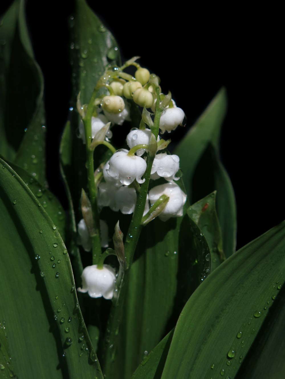 a close up of a flower with water droplets on it