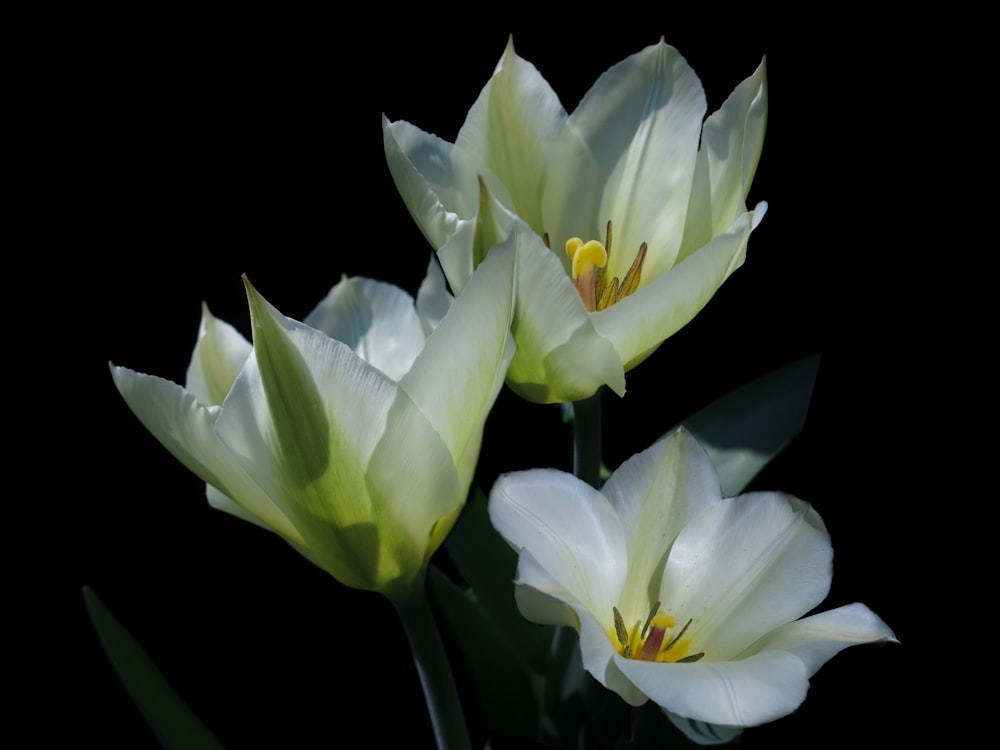 three white tulips with green leaves on a black background