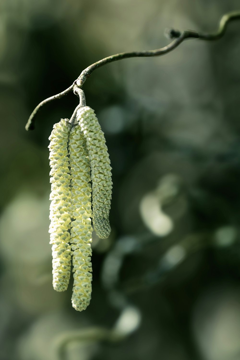 a close up of a flower on a tree branch