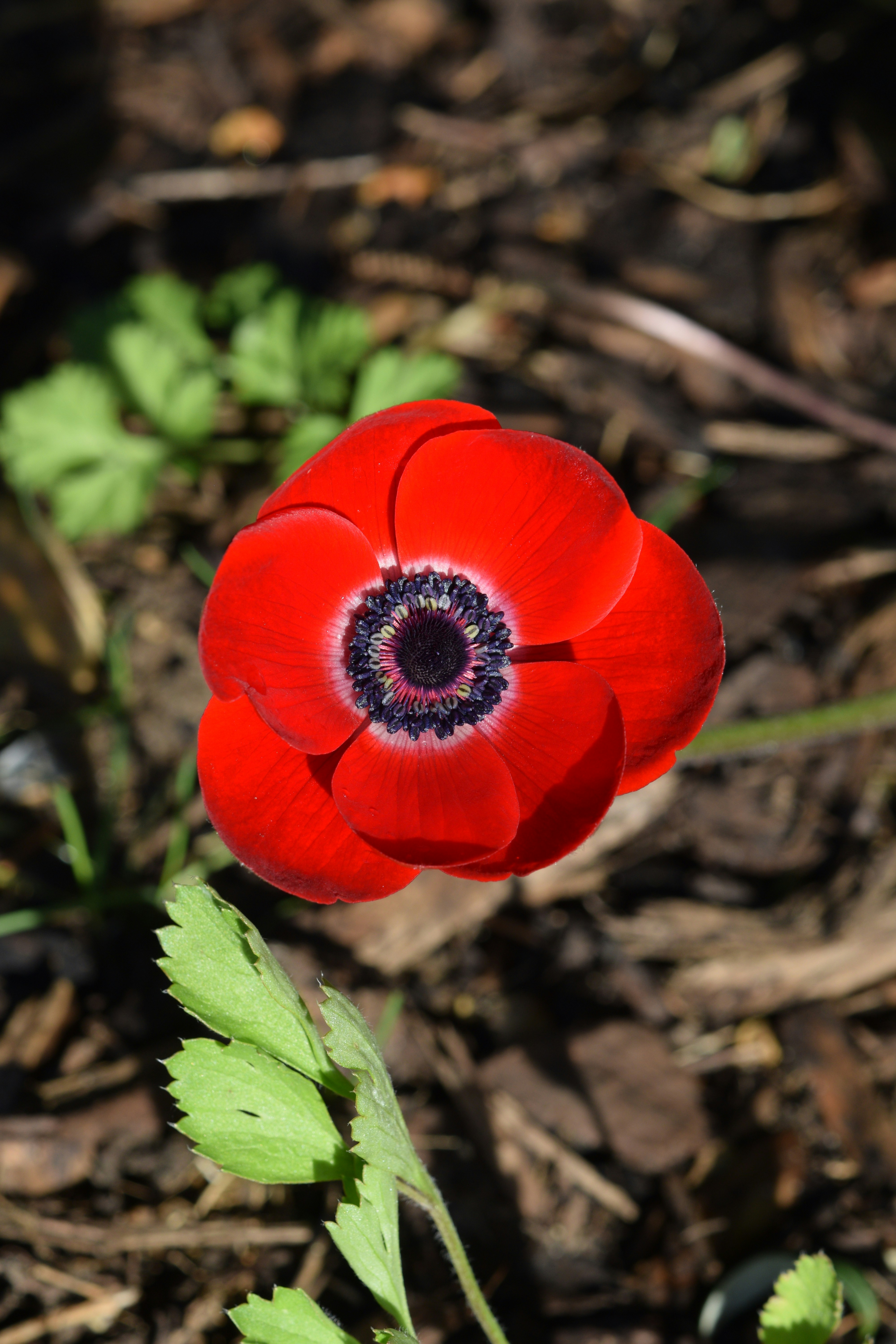 小さな赤い花('06中国/伊) 映画「小さな赤い花」予告編 - YouTube