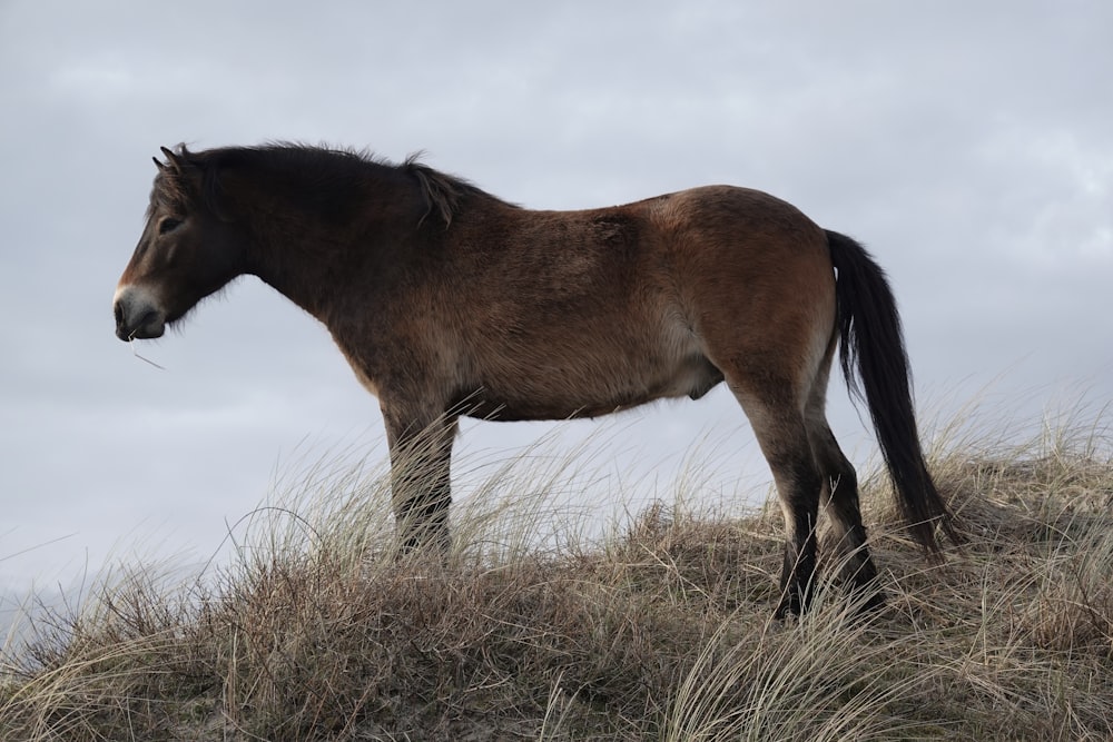 a brown horse standing on top of a grass covered hill