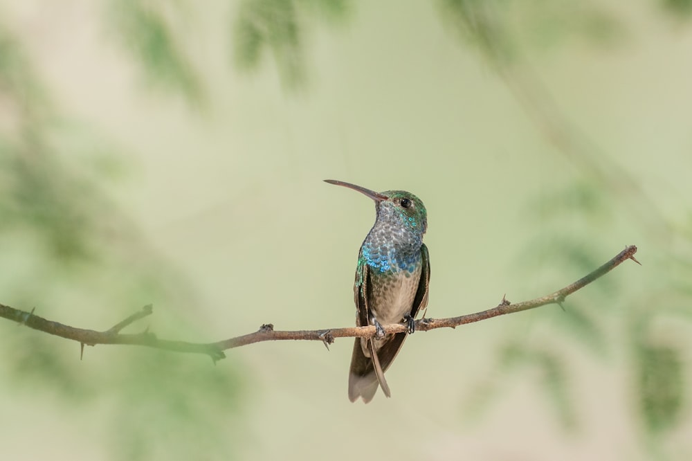 a bird sitting on a branch with a blurry background