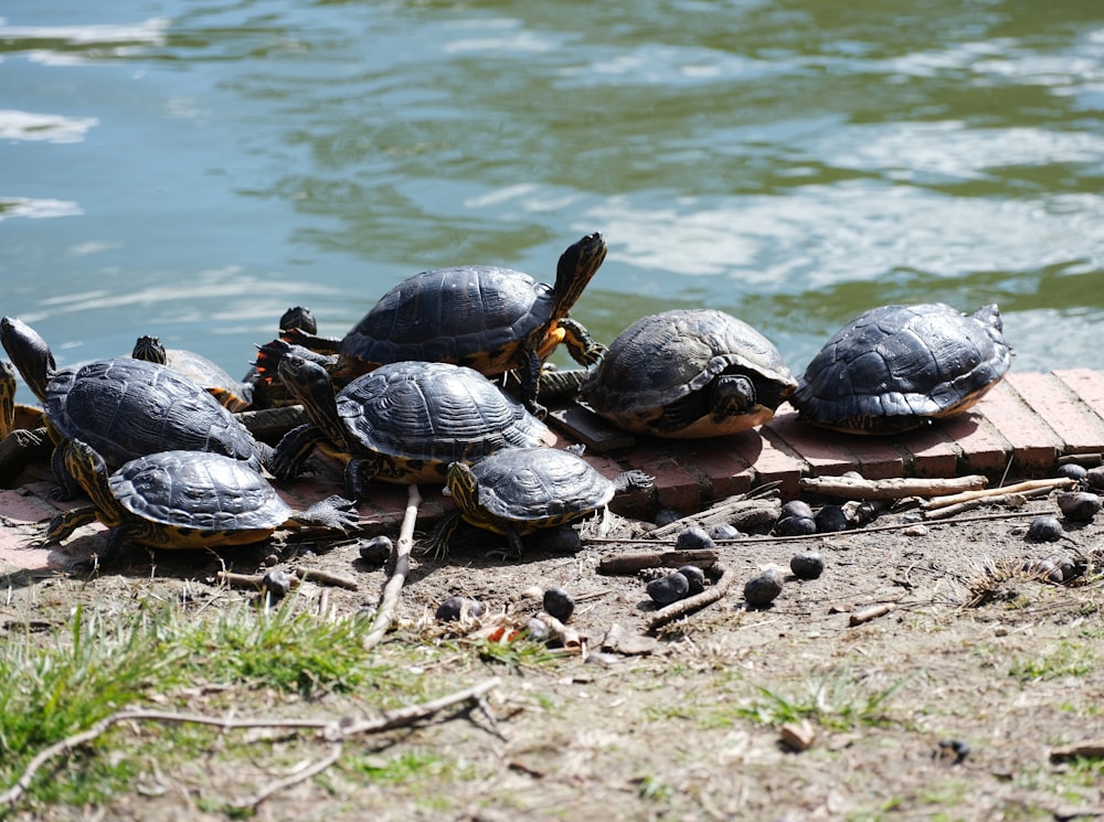 a group of turtles sitting on top of a piece of wood