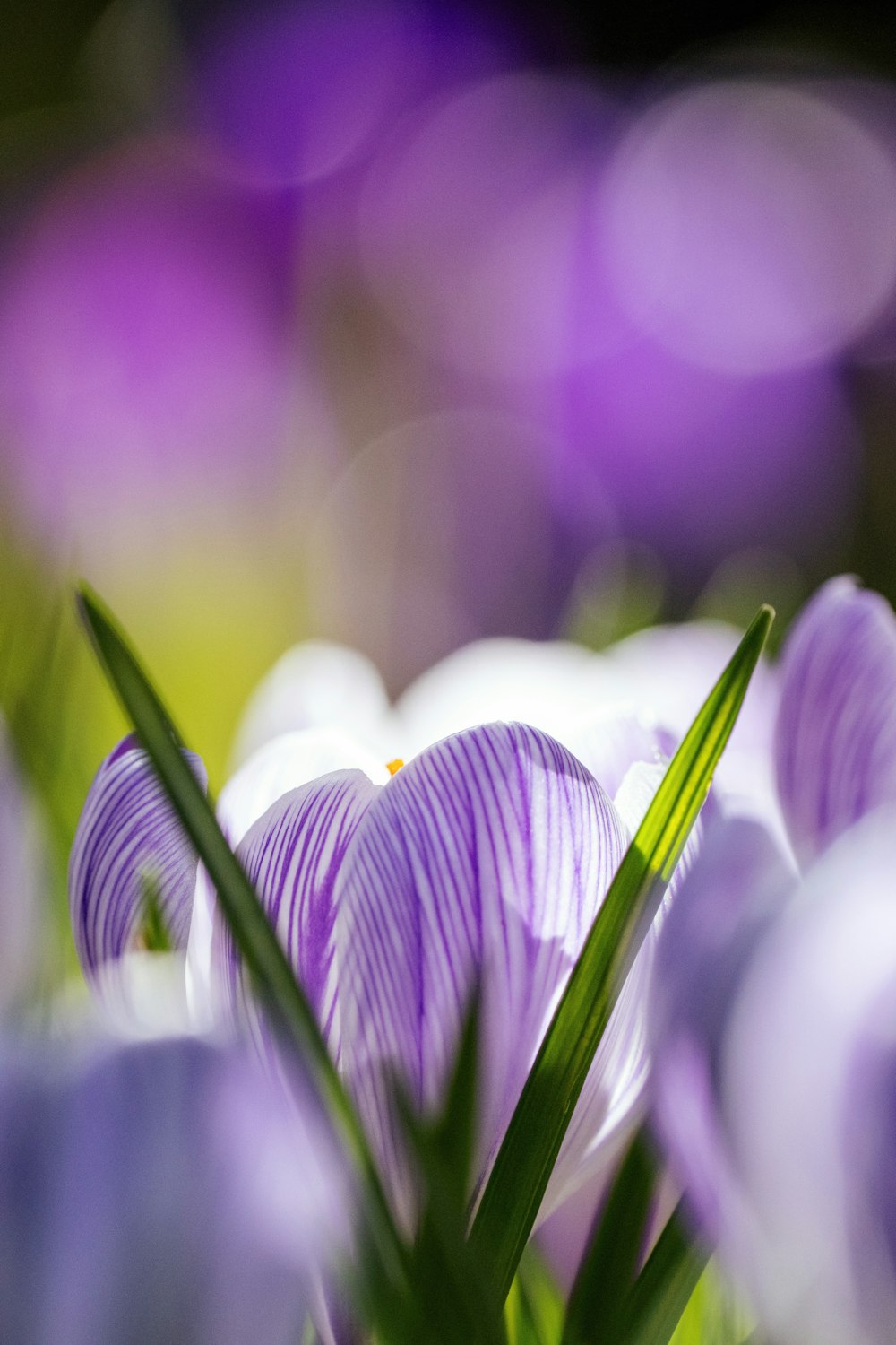 a close up of a bunch of purple flowers