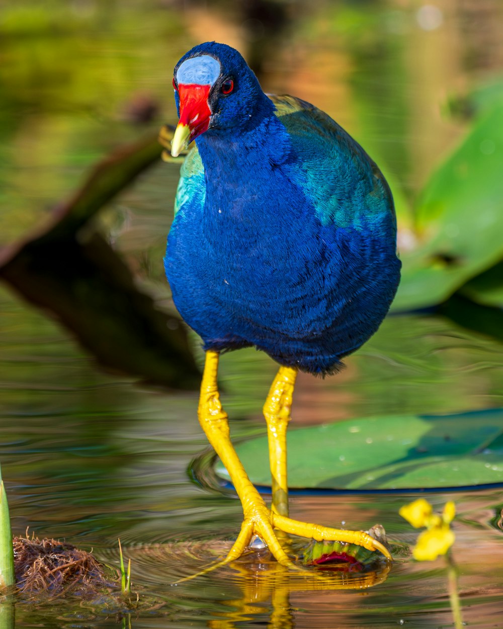 a blue bird with a red beak standing in water