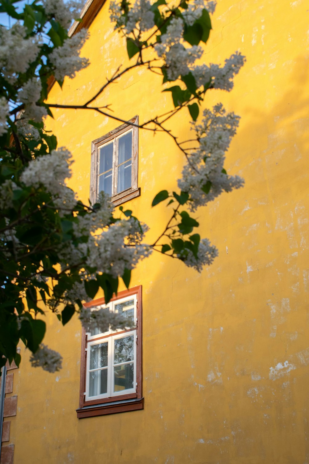 a yellow building with two windows and a tree in front of it