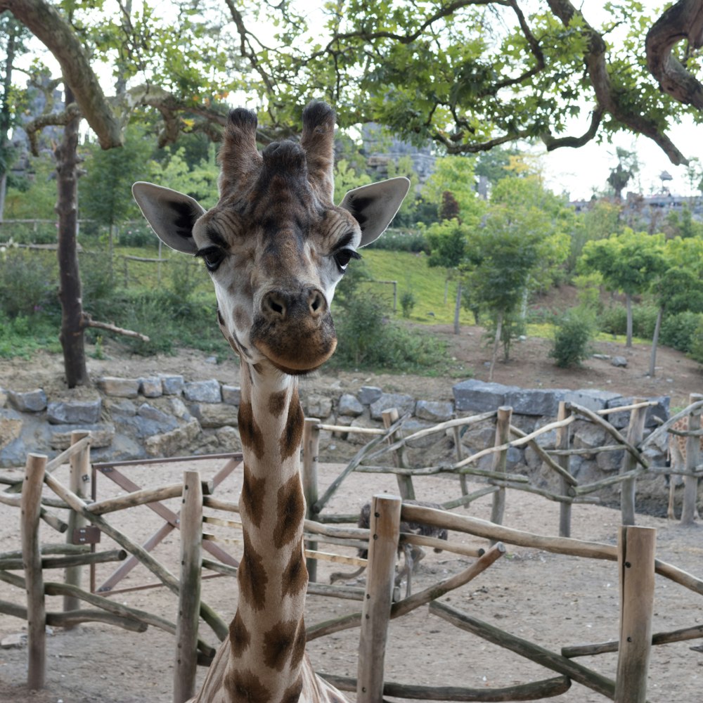 a giraffe standing next to a wooden fence