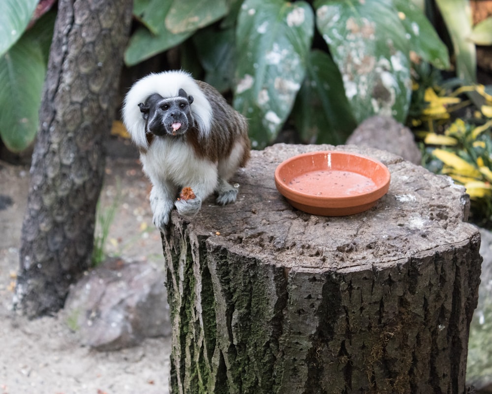 a monkey sitting on a tree stump next to a bowl
