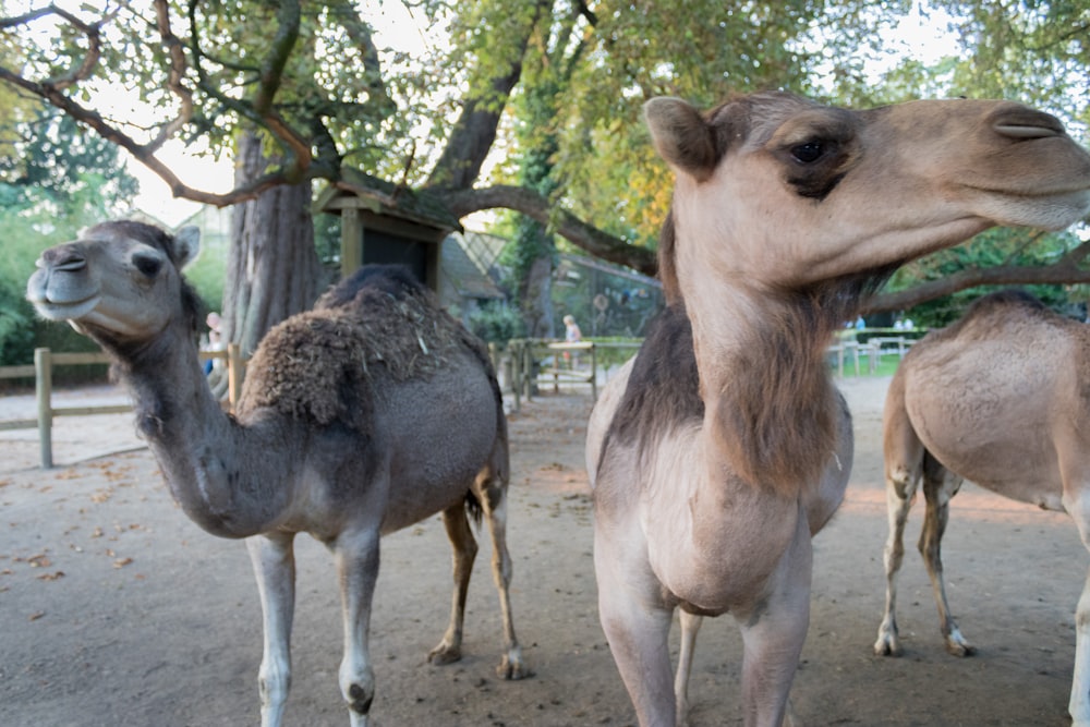 a couple of camel standing next to each other