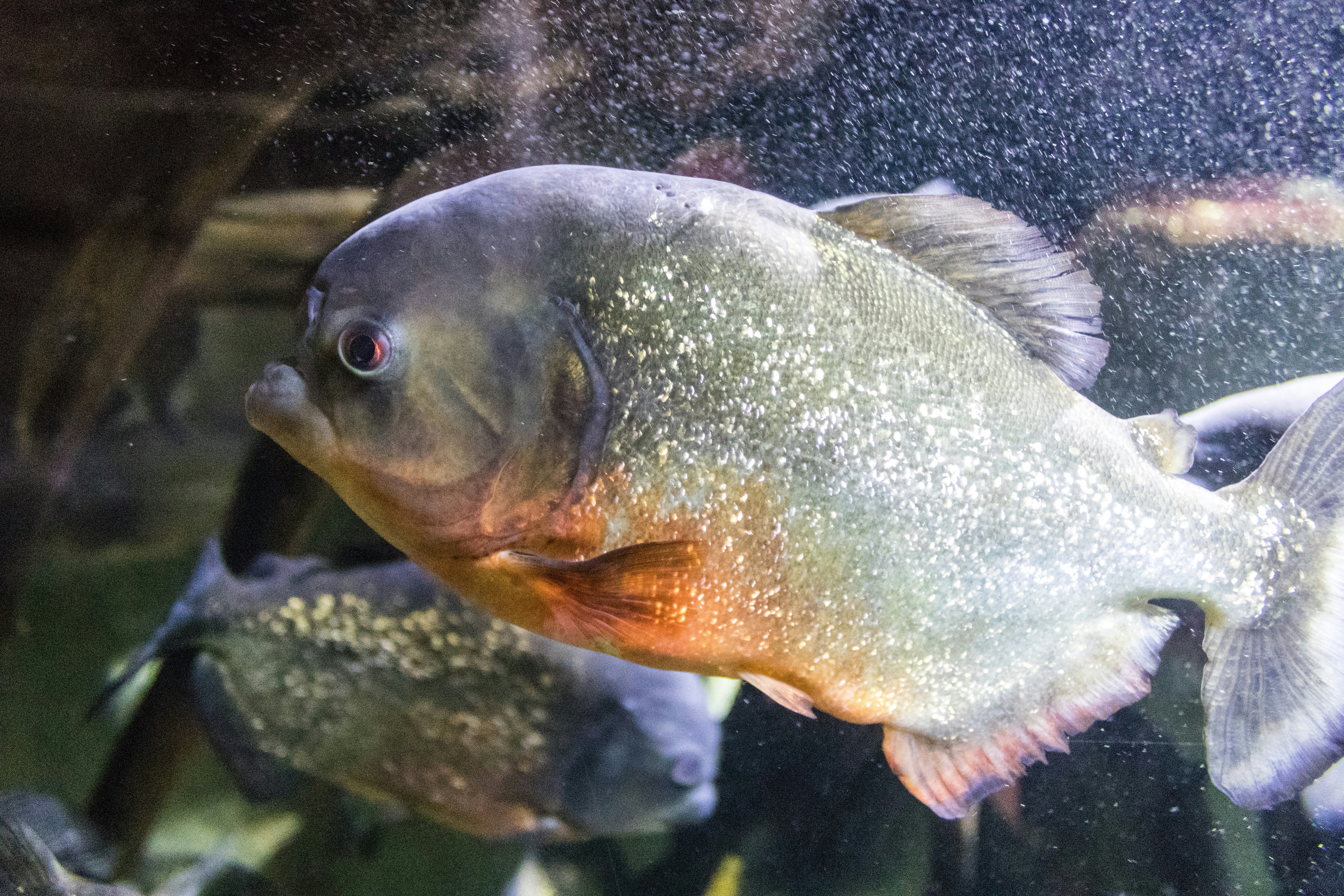 sekelompok ikan berenang di akuarium