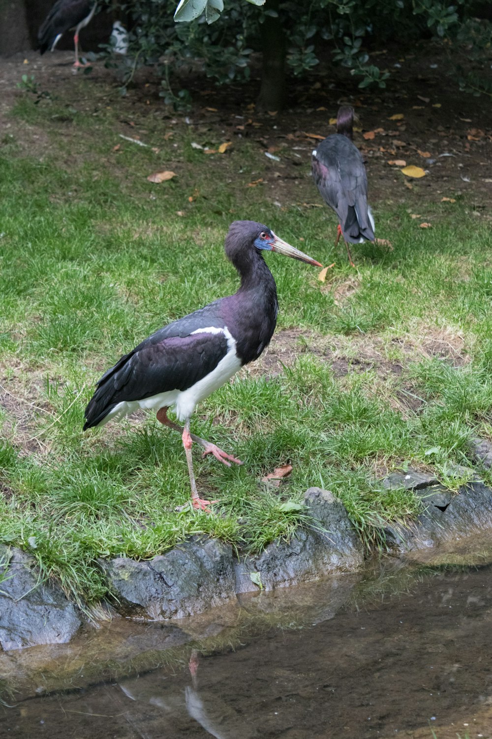 un paio di uccelli che stanno in piedi nell'erba
