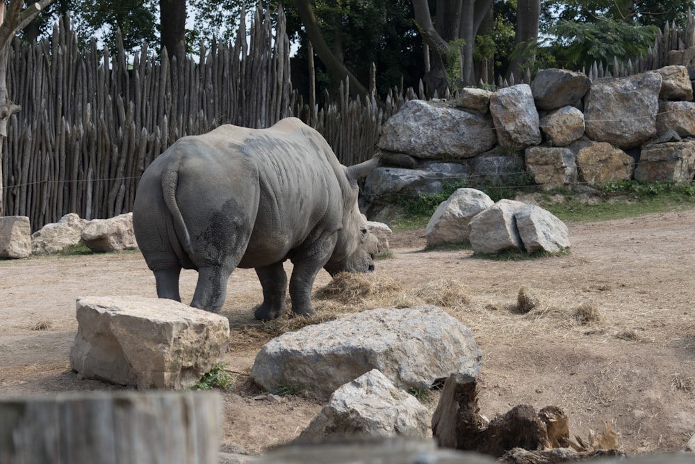 a rhino standing next to a pile of rocks