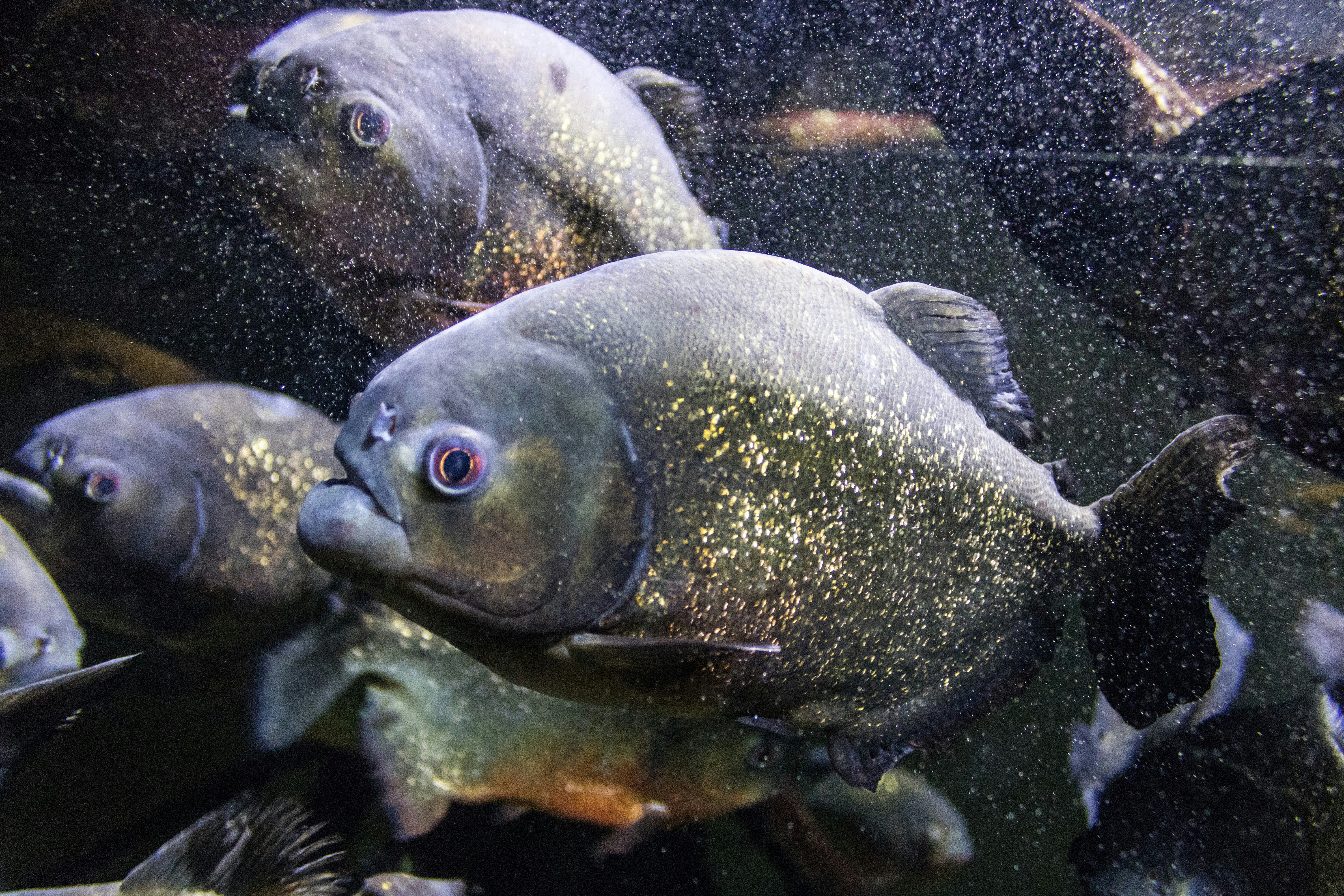 sekelompok ikan berenang bersebelahan