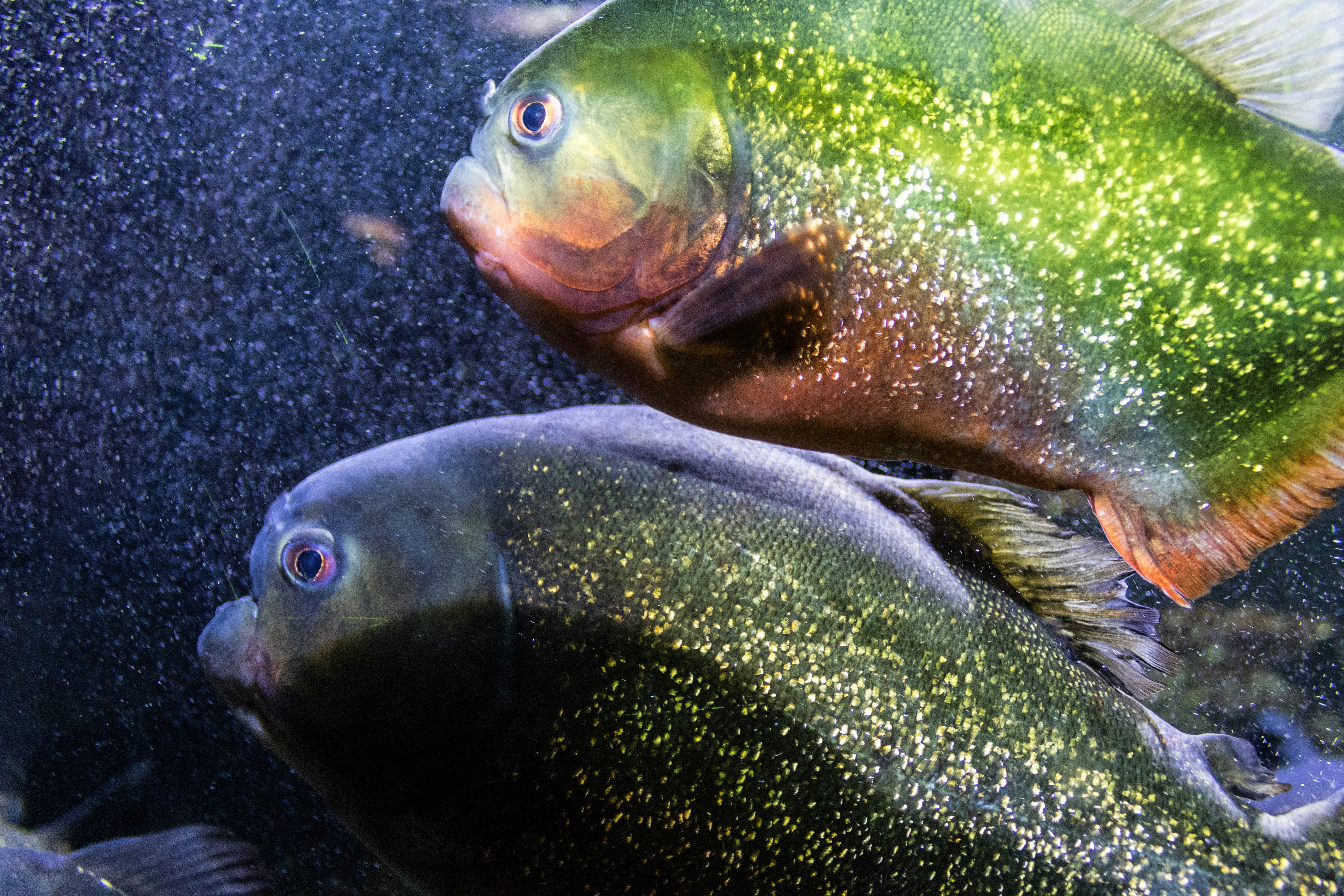 beberapa ikan berenang bersebelahan