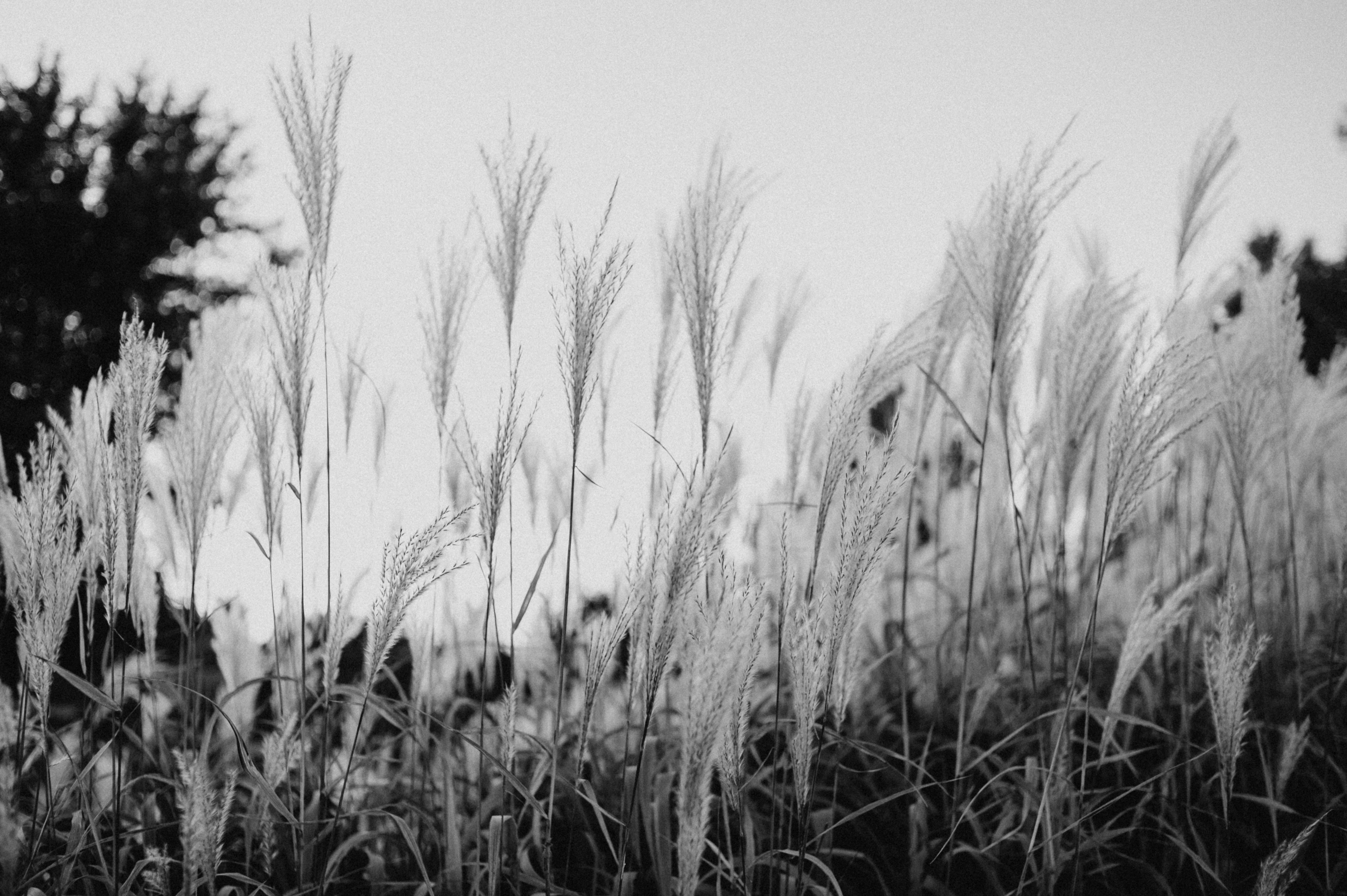 Photo by prairiepilgrim