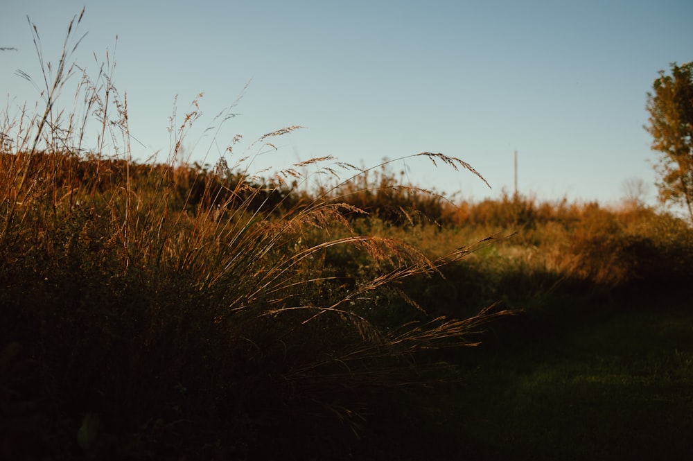 a field with tall grass and trees in the background