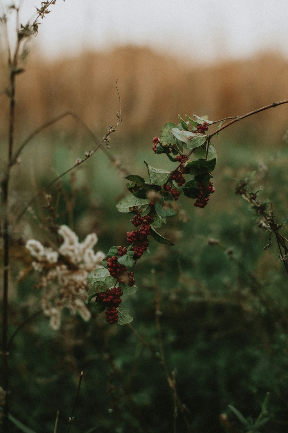 a close up of a plant with berries on it