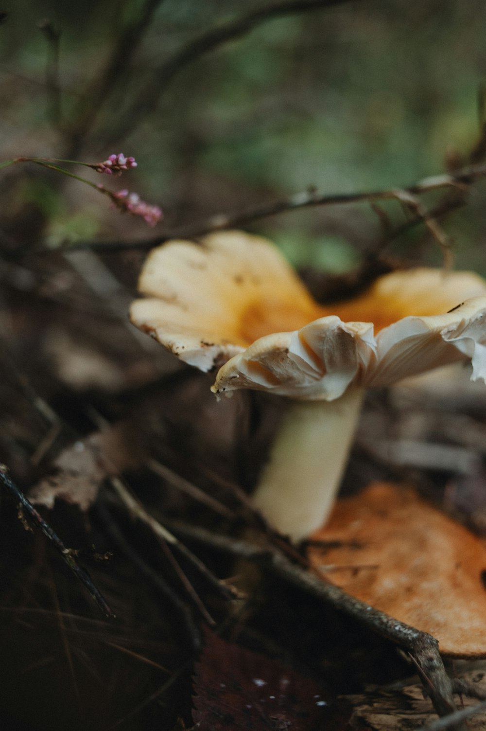 a close up of a mushroom on the ground