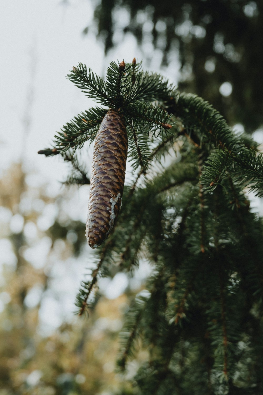 a pine cone hanging from a pine tree
