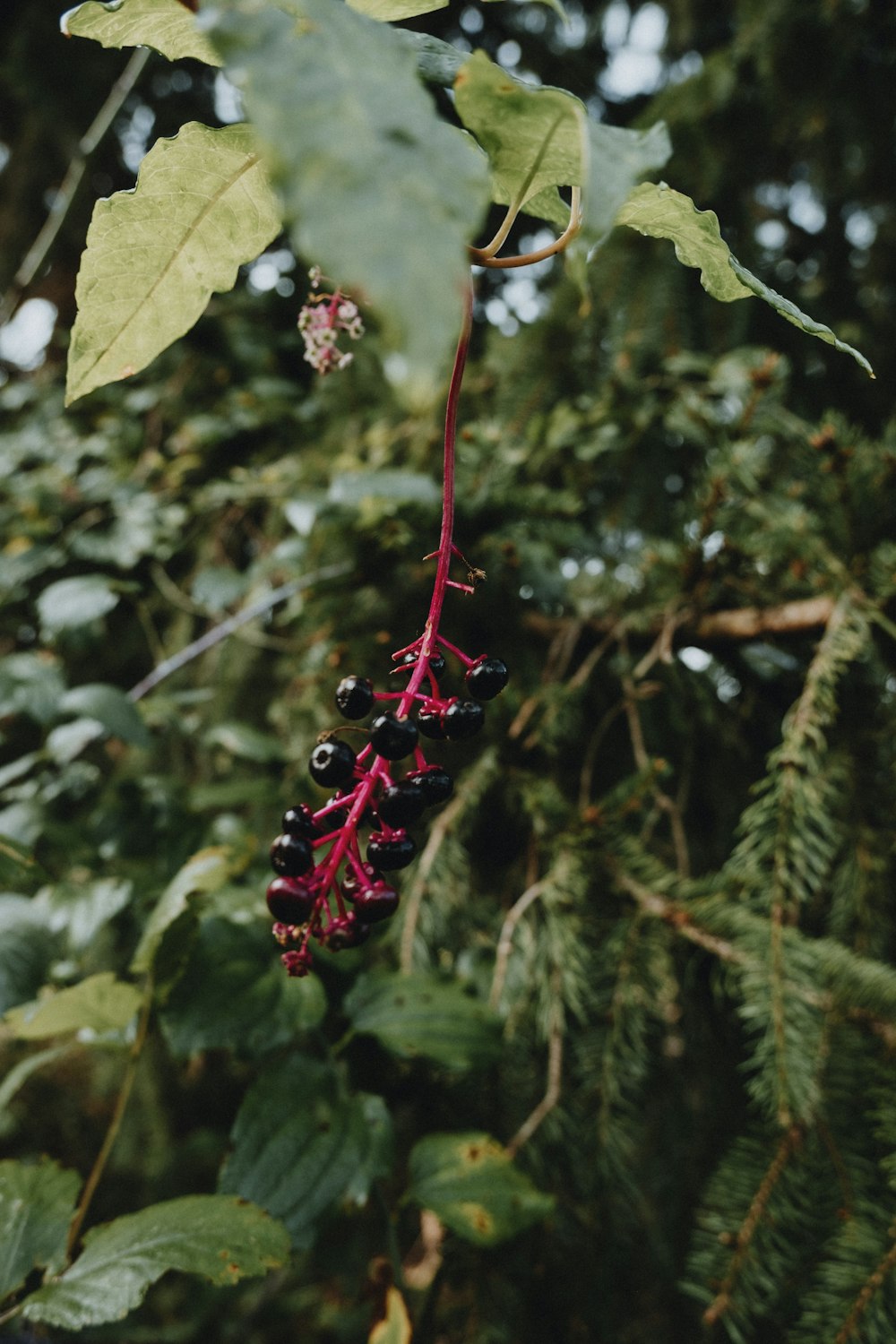 a bunch of berries hanging from a tree