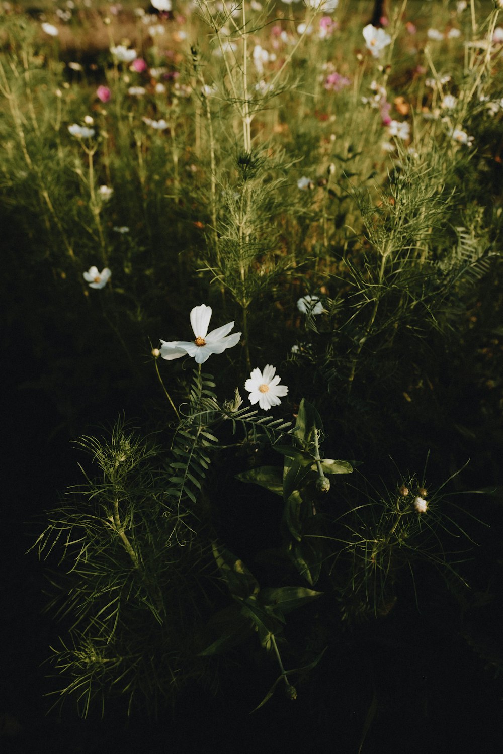 a field full of white flowers and green grass