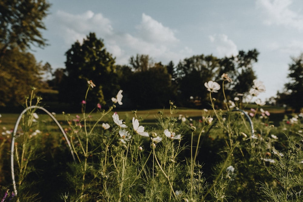 a field full of white flowers with trees in the background