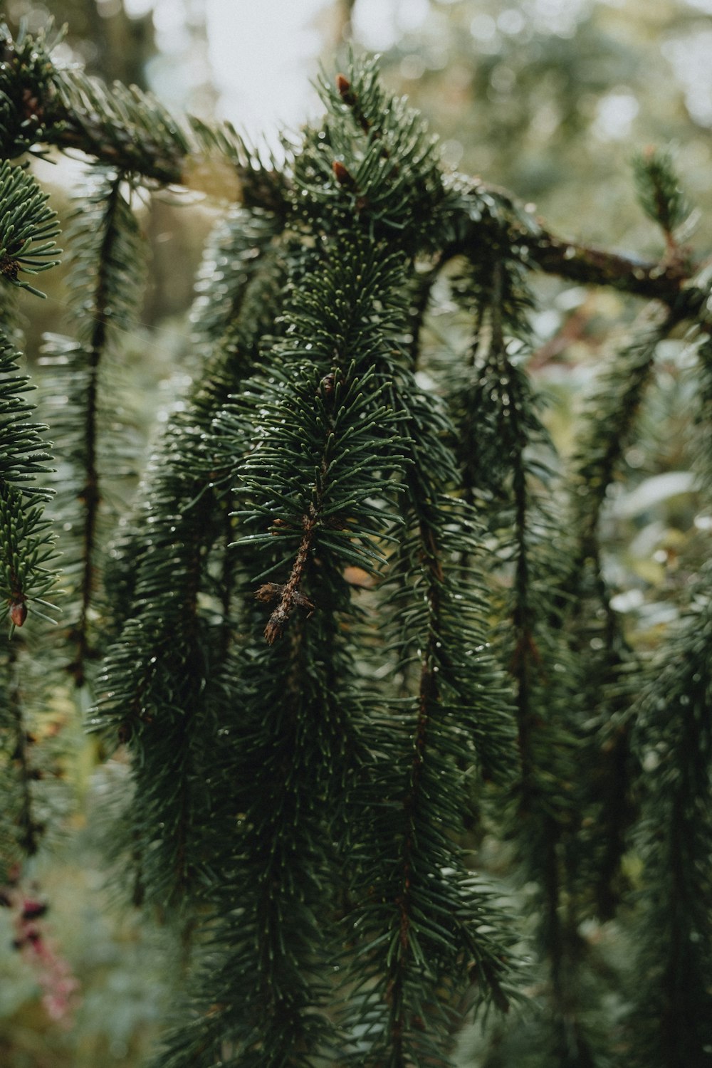 a close up of a pine tree branch