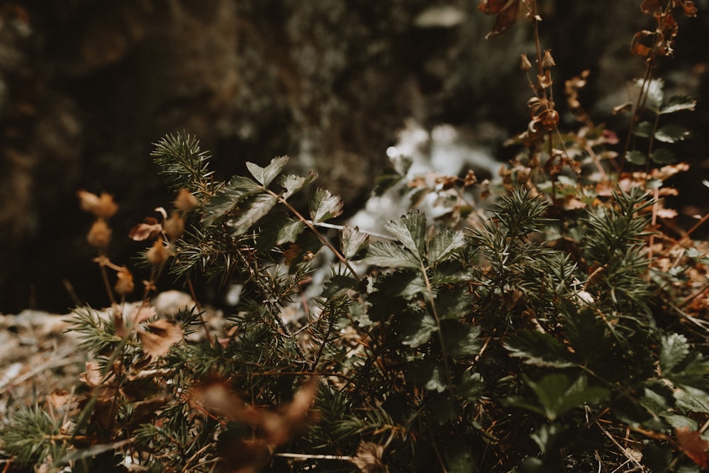 a close up of a plant with leaves and rocks in the background